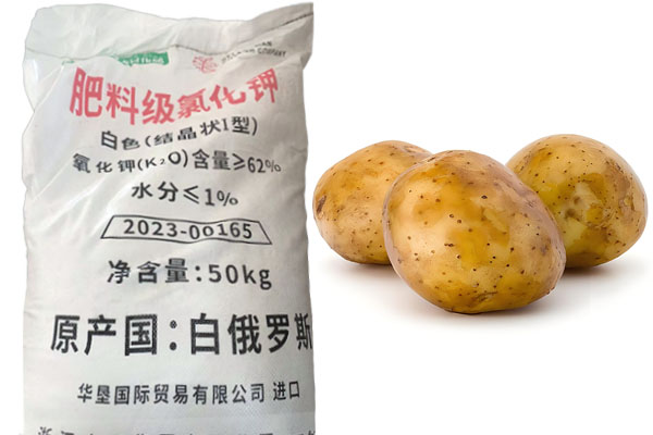 氯化鉀在土豆種植中的作用